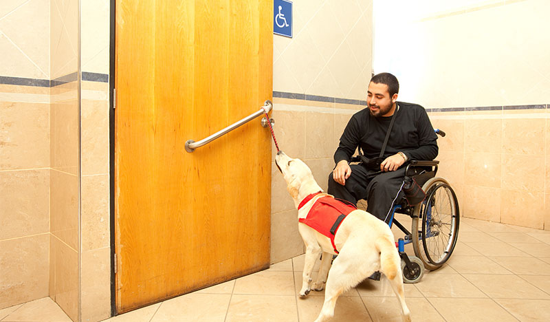 Assistenzhundetrainer Experten Suche 2