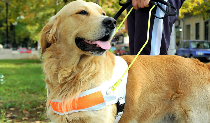 Assistenzhundetrainer Experten Suche