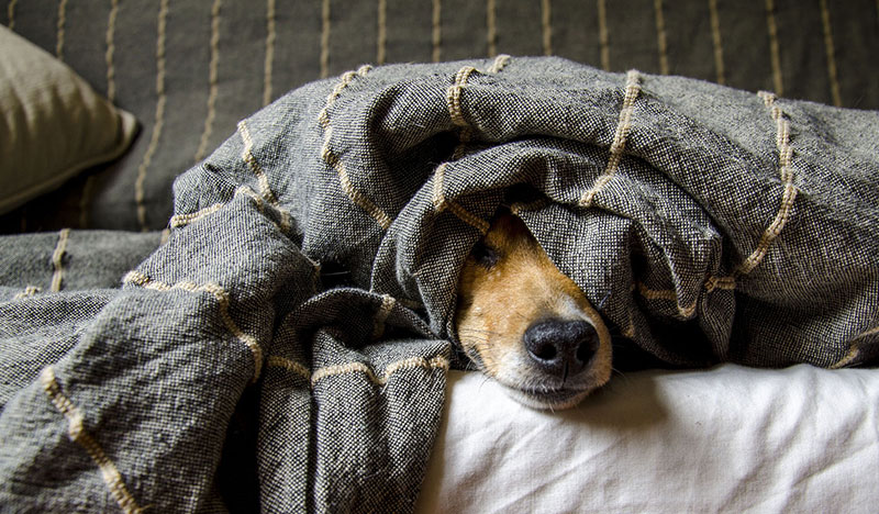 Hundeverhaltenstherapeut Suche