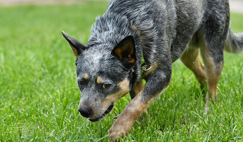 Verhaltensstörungen beim Hund