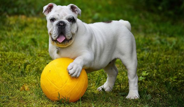 Webinar: Krank, leistungs- und verhaltenseingeschränkt durch Defektzucht: Folgen und mögliche Auswege