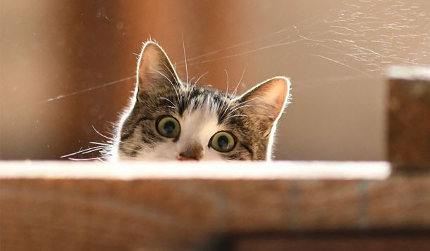 VdTT Event für Katzen