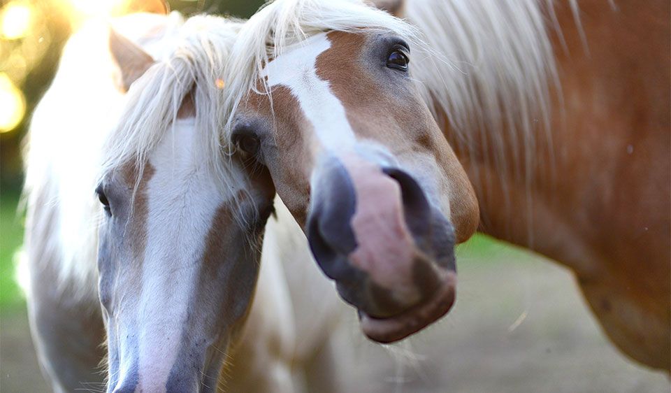 VdTT Event für Pferde