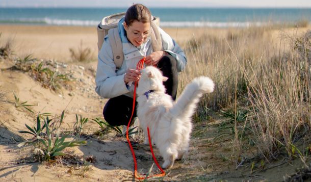 Webinar: Hunde der Welt - über kulturelle Unterschiede in der Hund-Mensch-Beziehung