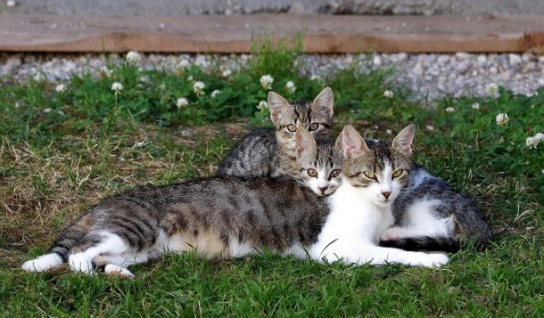 Katzenmutter mit zwei Katzenkindern