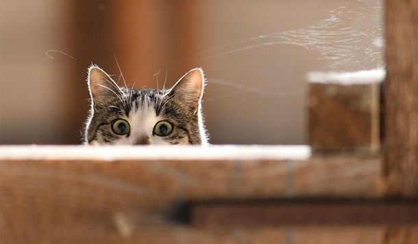 Katzenverhaltenstherapeuten Suche - Katzenverhaltenstherapie Beruf