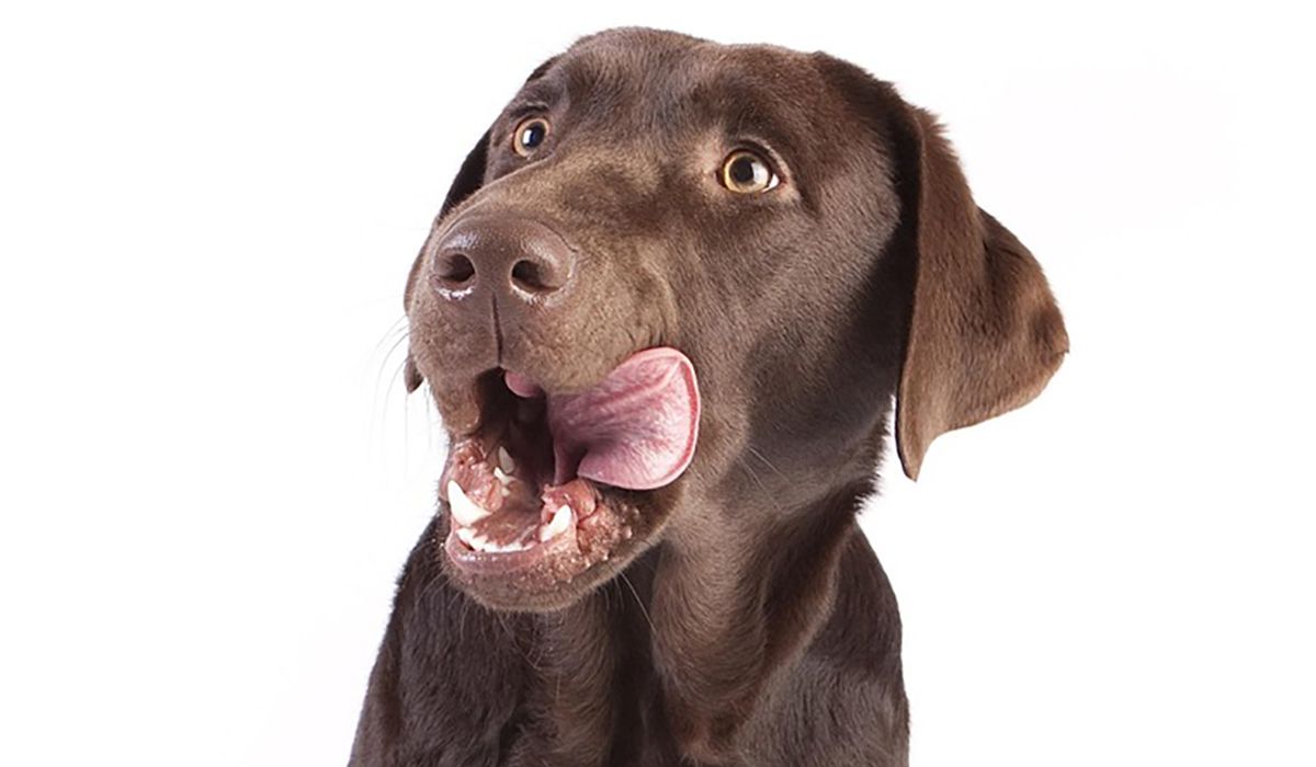 Brauner Labrador leckt sich das Maul