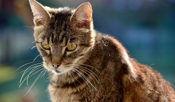 Webinar: Erkrankungen der alten Katze