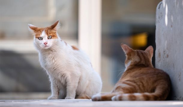 Grundregeln für den Mehrkatzenhaushalt