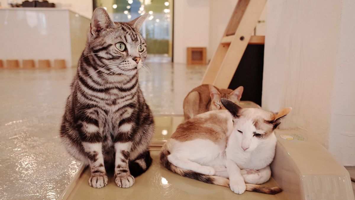 Katzen im Katzencafé