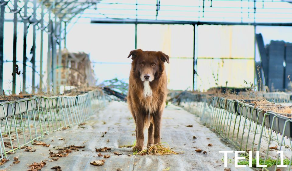 Webinar: Posttraumatische Belastungsstörungen (PTBS) bei Hunden (Teil 1)