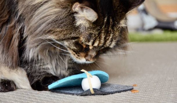 Webinar: Targettraining mit Katzen