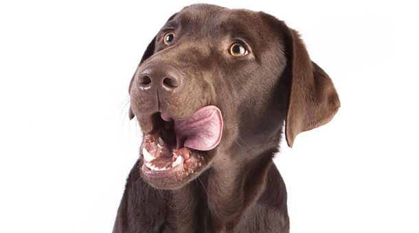 Brauner Labrador leckt sich das Maul