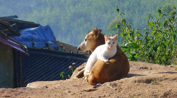 hund-und-katze-in-den-bergen