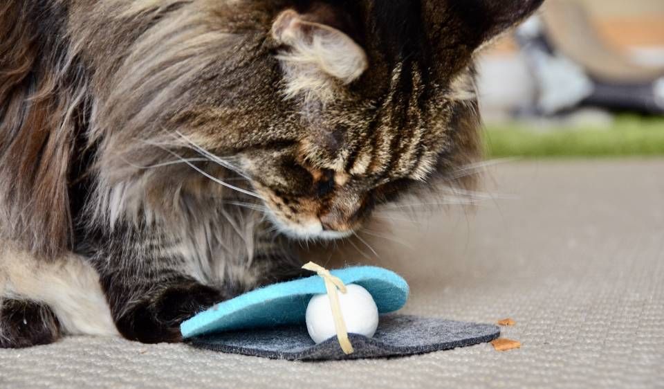 Webinar: Targettraining mit Katzen