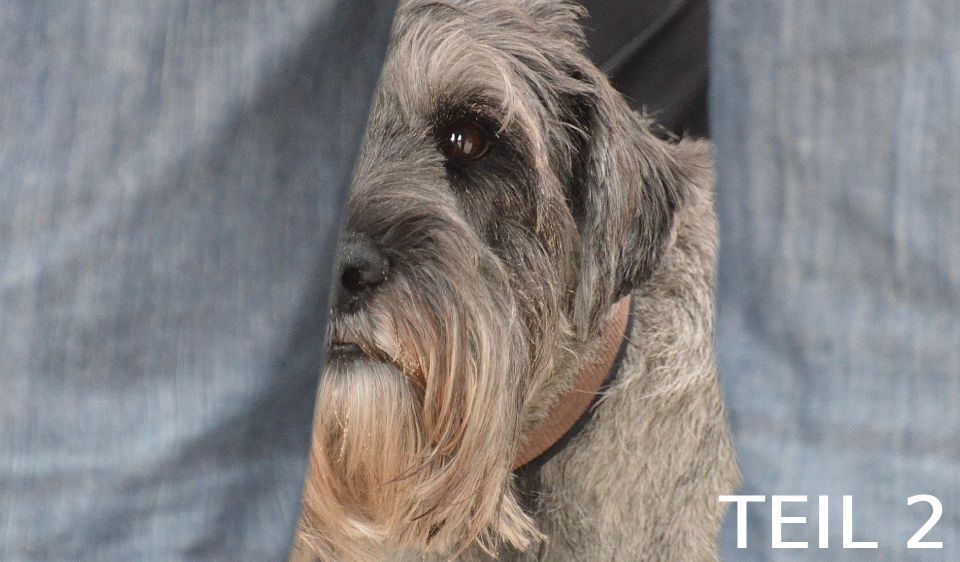 Webinar: Posttraumatische Belastungsstörungen (PTBS) bei Hunden (Teil 2)