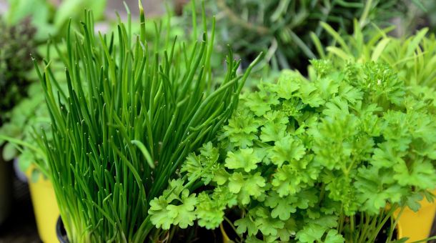 Küchenkräuter