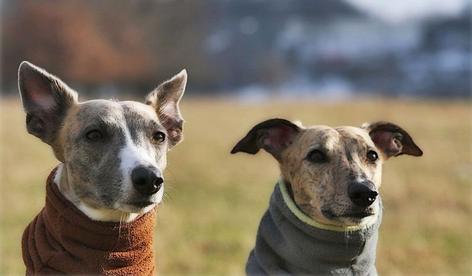 Abayomi & Co: Therapeuten auf 4 Pfoten