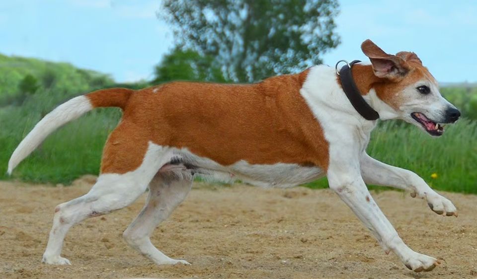 Webinar: Gangbildanalyse beim Hund