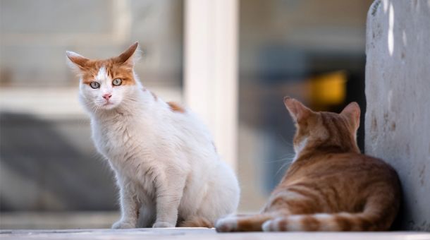 Grundregeln für den Mehrkatzenhaushalt