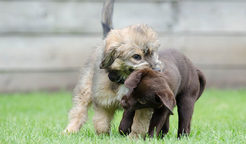 Ontogenese, die individuelle psychische Entwicklung von Hunden