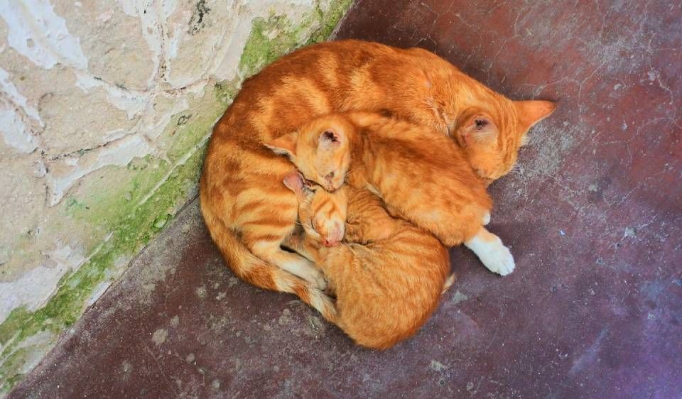 Webinar: Animal Hording