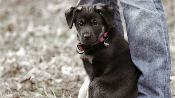 Brauchen Hunde einen Rudelführer