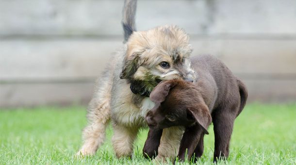 Ontogenese, die individuelle psychische Entwicklung von Hunden