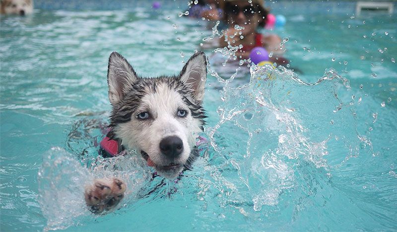  Sporthundetrainer - schwimmen mit Hunden