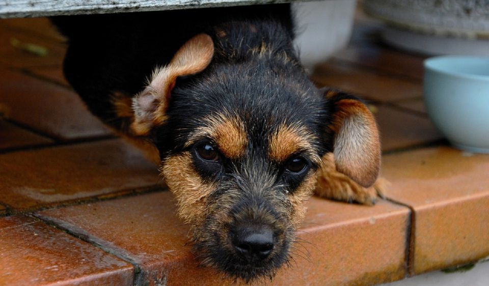 Webinar: Dein Veterinäramt, das unbekannte Wesen