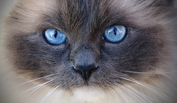 Katzen mit blauen Augen
