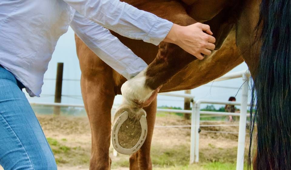 Webinar: Medical Training mit Pferden