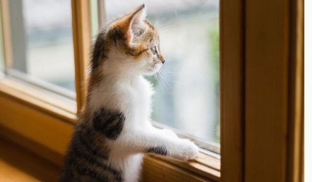 Balkon und Fenster: Unfallrisiko für Katzen