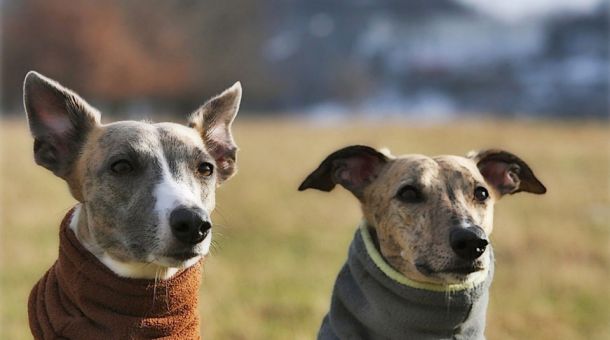 Abayomi & Co: Therapeuten auf 4 Pfoten