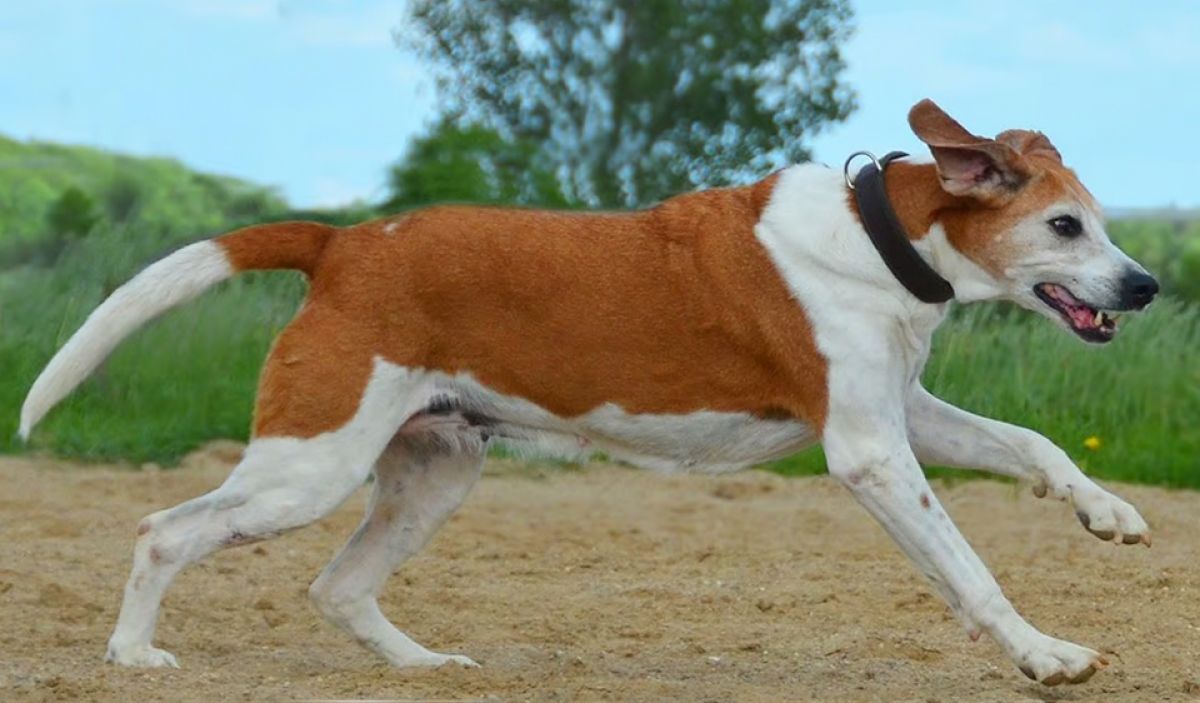 Webinar: Gangbildanalyse beim Hund