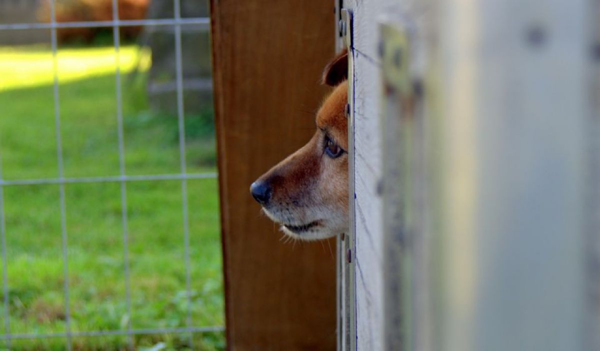 Webinar: Vorstellung der aktuellen Studie zum Verhalten von Tierschutzhunden aus dem Ausland