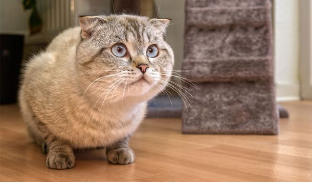 Webinar: Qualzucht-Merkmale und ihre Folgeerkrankungen bei Katzen