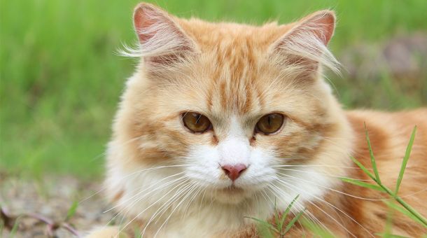 Katzen: Kastration vs. Sterilisation