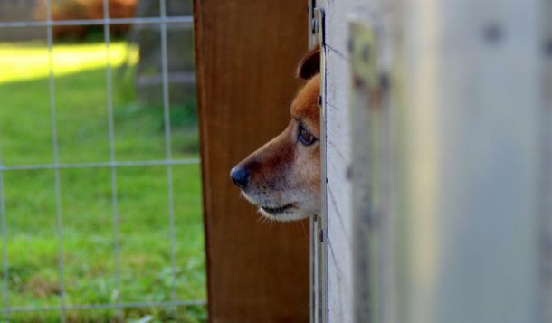 Webinar: Vorstellung der aktuellen Studie zum Verhalten von Tierschutzhunden aus dem Ausland