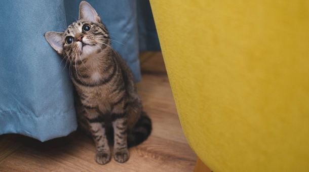 Katze zwischen Vorhang und Möbel