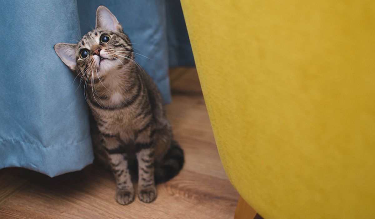 Katze zwischen Vorhang und Möbel