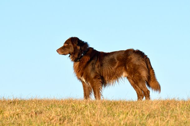 Physisches Gleichgewicht von Hunden kann durch Stimme aus der Balance geraten