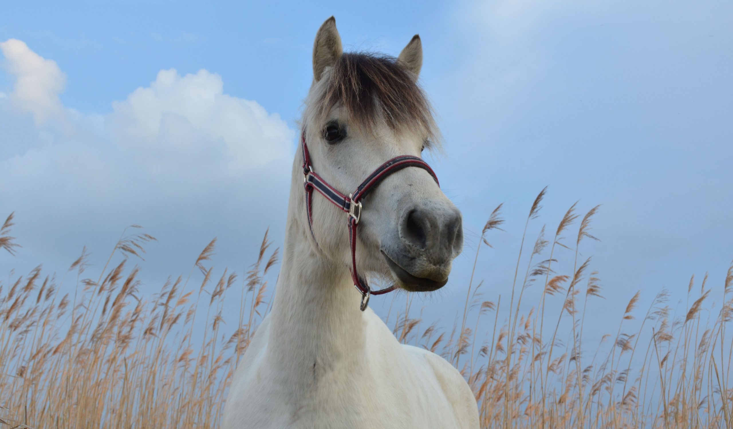 Norwegerpony