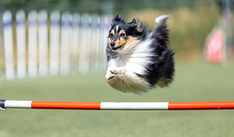 Sporthundetrainer - Agility Training und Sport