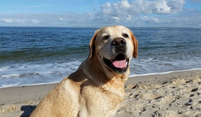 Webinar: Schilddrüse / Schilddrüsenerkrankungen und Verhalten beim Hund