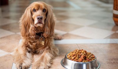 Webinar: Verhaltensprobleme des Hundes durch Ernährung beeinflussen