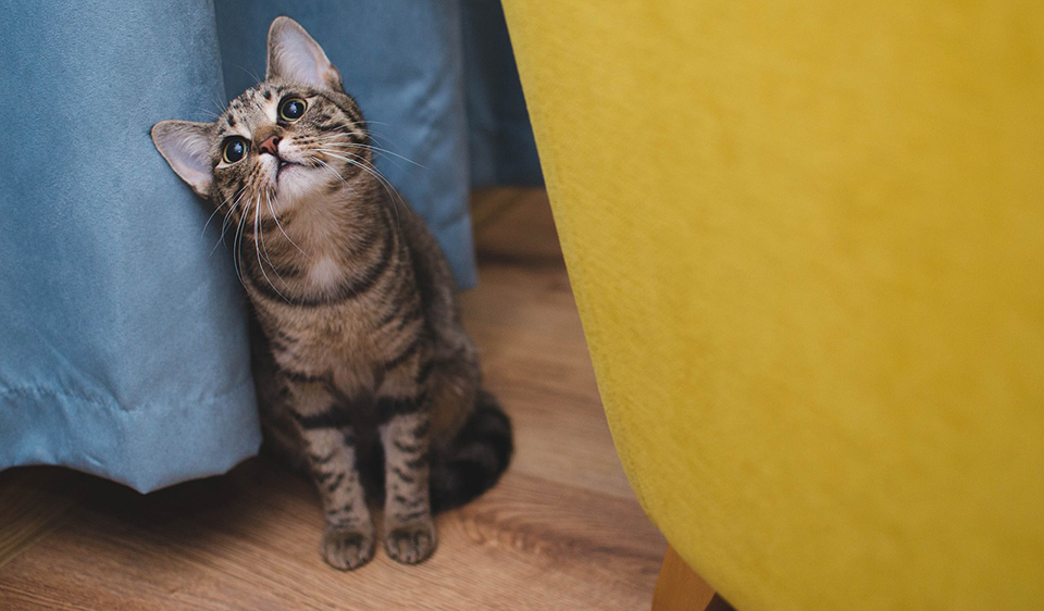 Katze zwischen Vorhang und Möbel