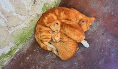 Webinar: Animal Hording