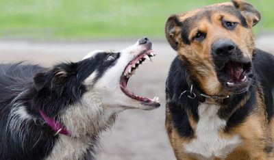 Webinar: Noch verhaltensoriginell oder schon therapiebedürftig: Umgang mit (scheinbar) trainingsresistenten Hunden