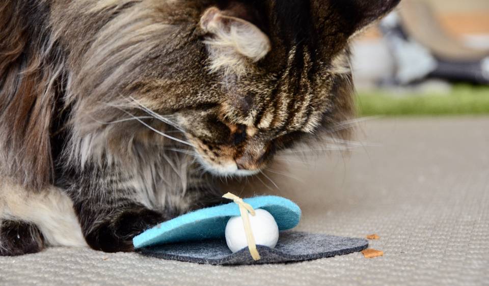 Webinar: Targettraining mit Katzen